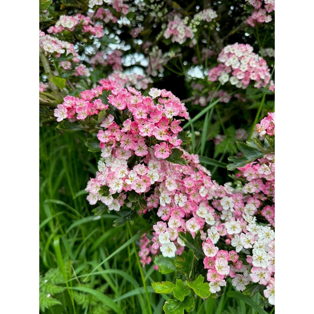 MIDLAND HAWTHORN