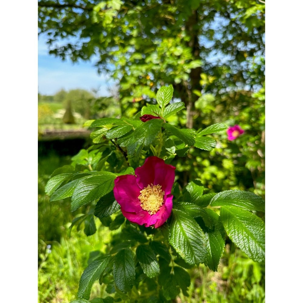 RAMANAS ROSE