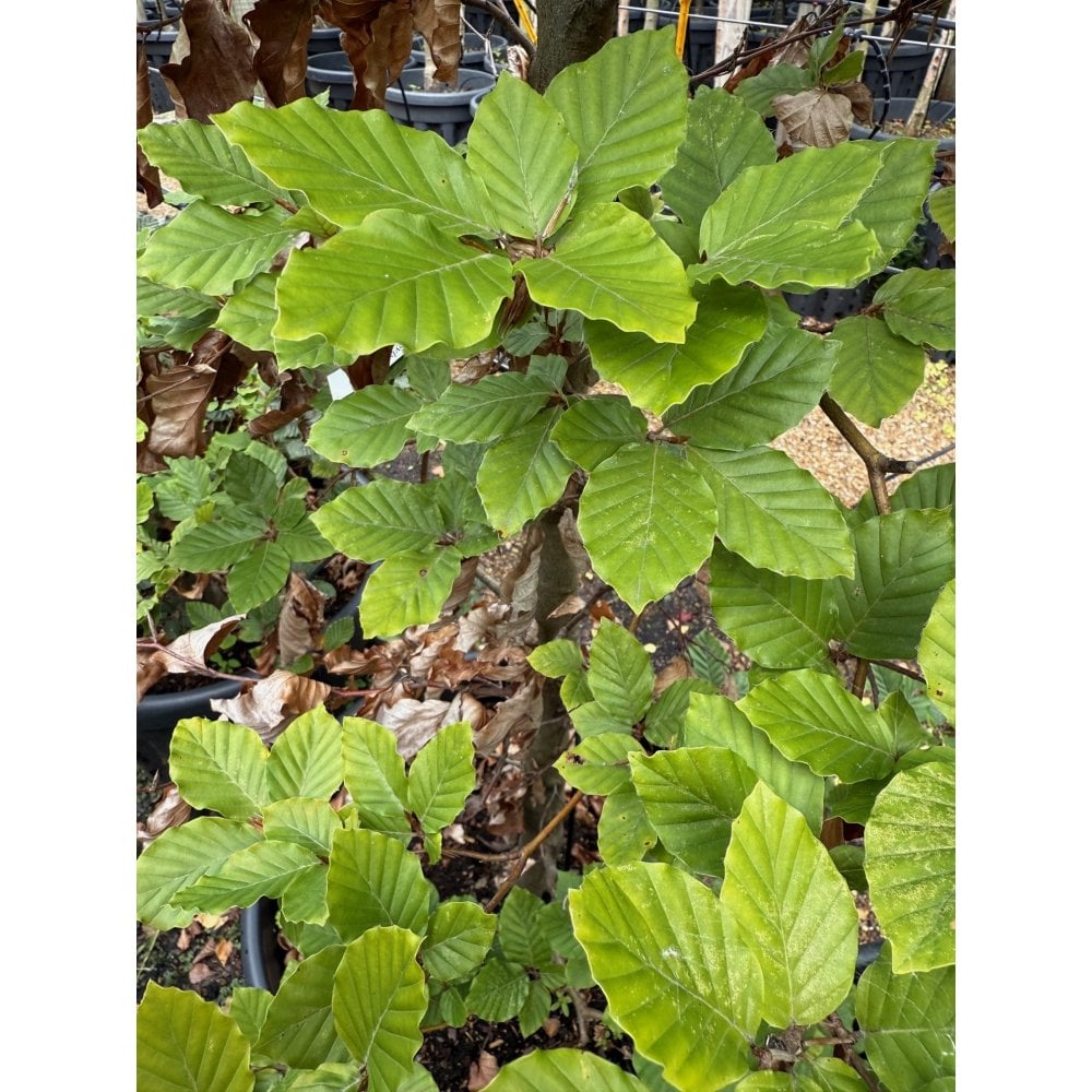 GREEN BEECH