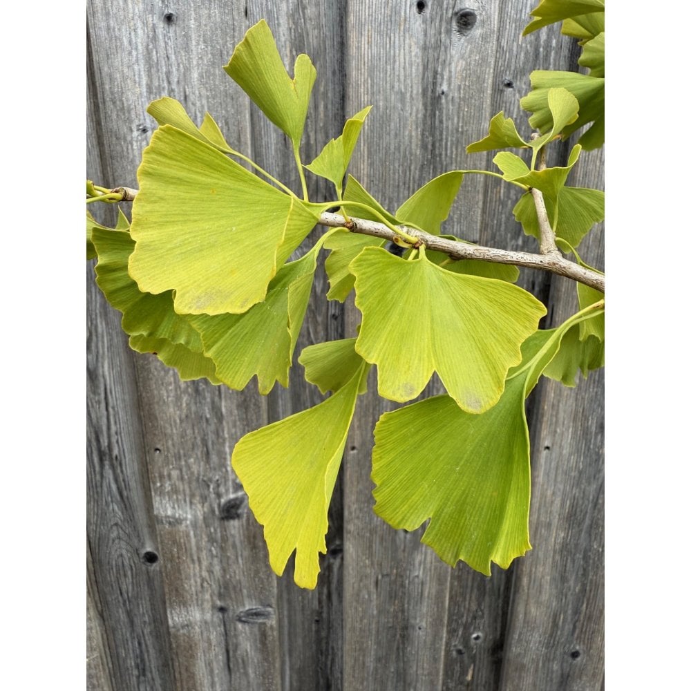 Ginkgo Tree