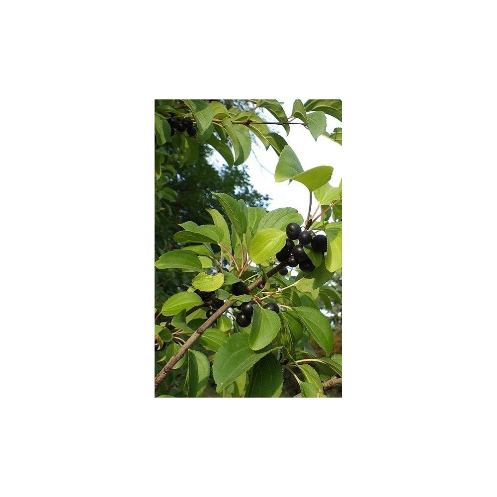 BUCKTHORN