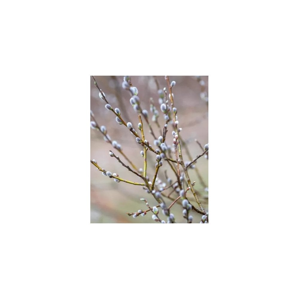 GOAT WILLOW
