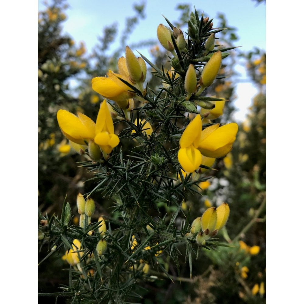 Gorse