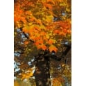 Norway Maple bare root