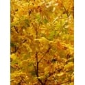 Red Horse Chestnut Tree