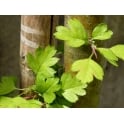 Common Hawthorn Plants
