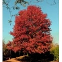 Red Oak Trees