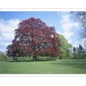 Beech Copper Tree bare root