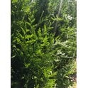 THUJA PLICATA / WESTERN RED CEDAR