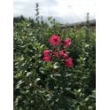 ESCALLONIA APPLE BLOSSOM
