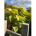 Yellow Catalpa