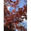 Pin Oak