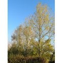 Poplar bare root