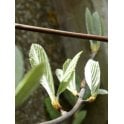 Whitebeam bare root