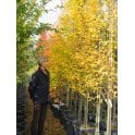 Hornbeam - Fastigiate Tree Supplied bare root