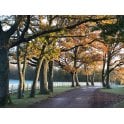 Oak Tree