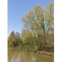 Willow bare root