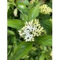 DOGWOOD