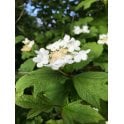 GUELDER ROSE