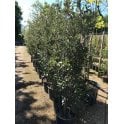 EVERGREEN OAK