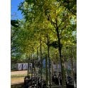 Field Maple tree bare root