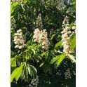 Horse Chestnut bare root
