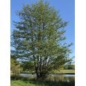 ALDER