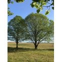 Lime bare root