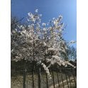Cherry Trees