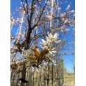 Amelanchier Standard Supplied Bare Root