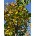 Hornbeam tree bare root