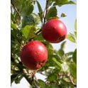 FRUIT TREES