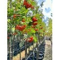 Rowan bare root