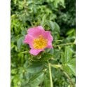 DOG ROSE