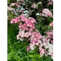 MIDLAND HAWTHORN