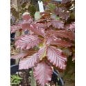 COPPER BEECH