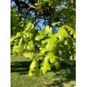 Oak
