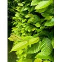HORNBEAM 