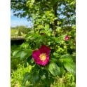 RAMANAS ROSE