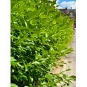 PRIVET - OVAL LEAF