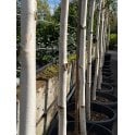 Himalayan Birch Trees Supplied Bare Root