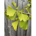 Ginkgo Tree