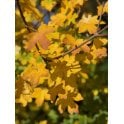 FIELD MAPLE