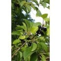 BUCKTHORN