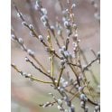 GOAT WILLOW