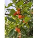 CRAB APPLE