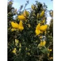 Gorse