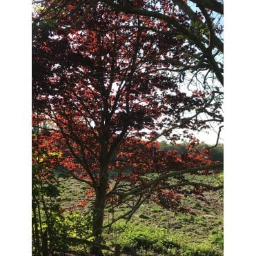 PURPLE MAPLE TREES