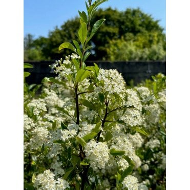 PYRACANTHA 