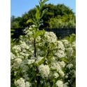PYRACANTHA 